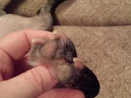 nail splitting