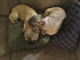 Lovebirds! Let's See Those Frenchie "Couples"