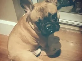 ENTER HERE ~ November Frenchie of the Month ~ Turkey Leg Contest