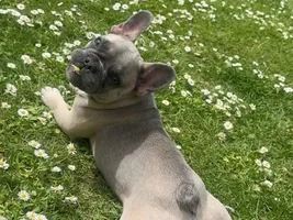 New Frenchie owner