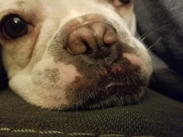 Red sores on outside of month