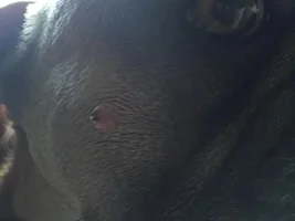 Red bump or wart on side of cheek