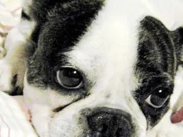 ~Gibson~French Bulldog Available for Adoption in Canada