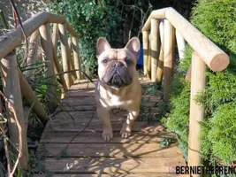 4 Paw Members, Please vote for April Frenchie of the Month!