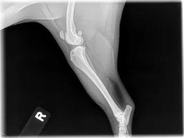 Back Leg Issue
