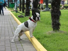 Muffin - sweet bulldog from Russia :)