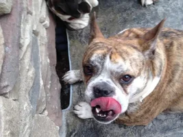 Buster Tries To Catch A Mouse!