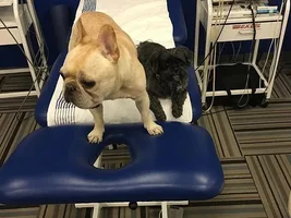 Celebrity Frenchie Owners