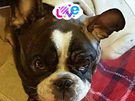 14 Month Old Frenchie Died Of Cancer