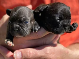 Soon to be owner, puppy development question