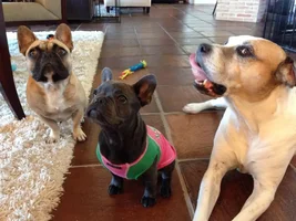 Stella's 1st birthday is todaydoghalloween: