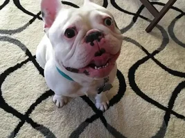 VOTE NOW!! April SMILING FRENCHIES Contest