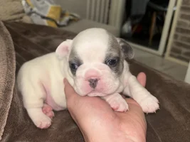 What colour are my puppies ?