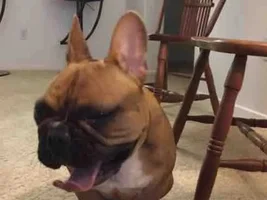 Tongue