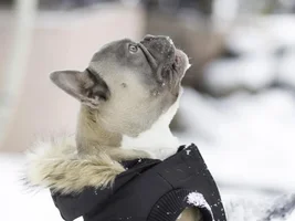 ~ENTER HERE~ January Frenchie of the Month ~ FROZEN FRENCHIES!