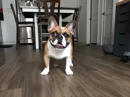 Update on Bo and he says hi