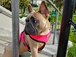 Sightseeing Frenchies