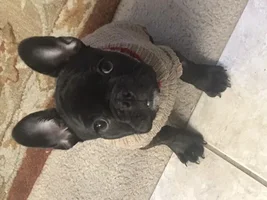 ~ENTER HERE~ February Frenchie of the Month Contest "ALL DRESSED UP"