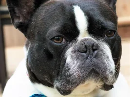 4 PAW MEMBERS!!!  Please VOTE for your favorite FRENCHIE-TUDES!