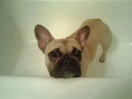 Does your Frenchie like water?