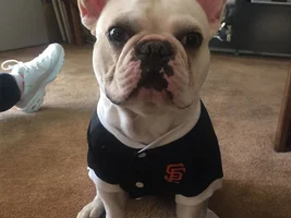 Hello, Frenchie Lovers