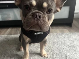 📷 Please submit a photo for the French Bulldog News Header & Logo!