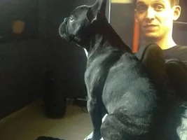 European French bulldog vs American french bulldog