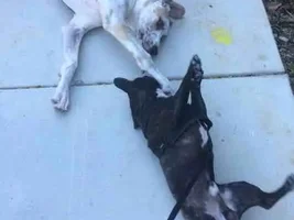 Is your Frenchie leash reactive?