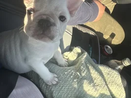 This is Tobie the French bulldog.