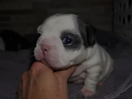 Getting a second Frenchie