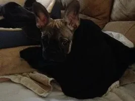 Day 5 with our little Frenchie...