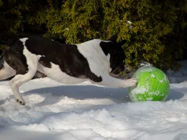 Snow Soccer Wally style