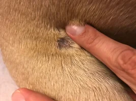 Possible Allergies? Hives / Hot Spots