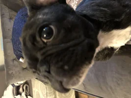 Puppy pimple?