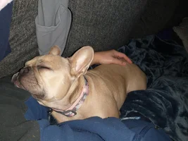 I left our Frenchie outside!