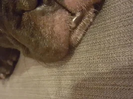 white patches on lip
