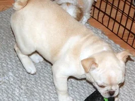 Potential new addition to the family