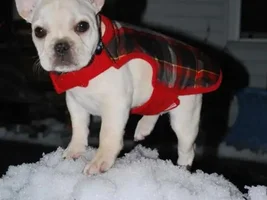 Gidget's first year...