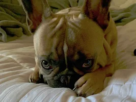 ~Enter Here~ August 2019 Frenchie of the Month ~ LAZY FRENCHIES