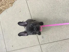 Hi from Olive!