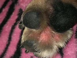 Itchy, red paws..HELP!