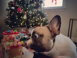 ~ENTER HERE~ December Frenchie of the Month Contest "Holly Jolly Frenchies"