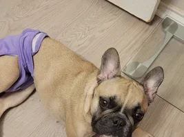 Greeting fellow Frenchie parents ♡♡♡