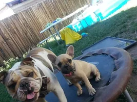 Max and pepper puppies