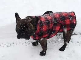 ~ENTER HERE~ January 2017 Frenchie of the Month ~ Frozen Frenchies!