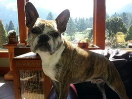 What One Word Best Describes Your Frenchie(s)???