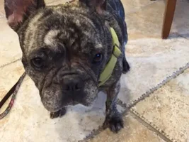 ~Adele~French Bulldog Available for Adoption in Texas