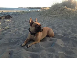 4 Paw Members, PlEaSe VoTE for your favorite Summer Frenchies!