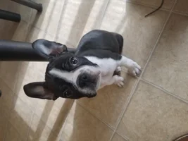 Pure frenchie or mix?