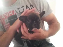 Soon to be a Frenchie owner :)